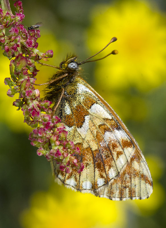 Boloria (Boloria) pales - Nymphalidae